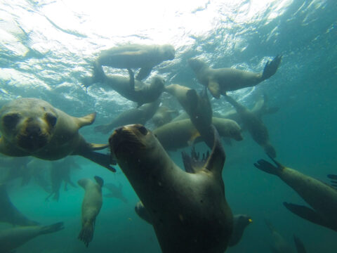 Palomino Islands Tour with Private Transportation and Guide