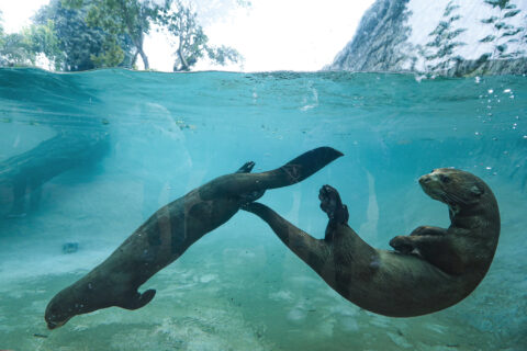 Lima Perú Zoo, Parque de las Leyendas