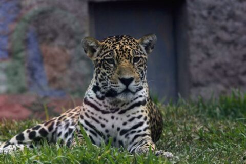 Lima Perú Zoo, Parque de las Leyendas